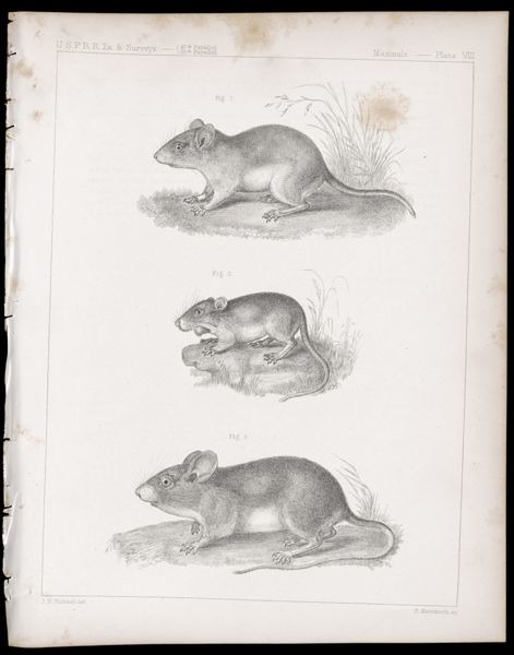 Mammals -- Plate VIII