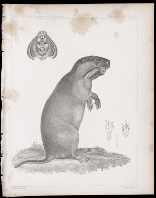 Mammals -- Plate XI
