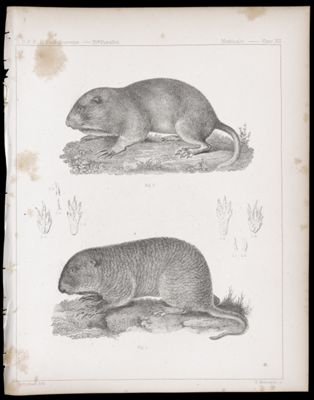 Mammals -- Plate XII