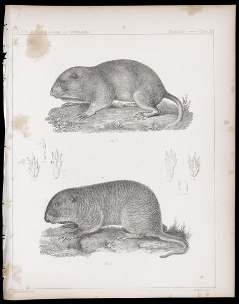 Mammals -- Plate XII