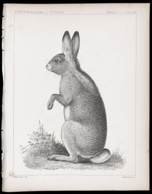 Mammals -- Plate XIII