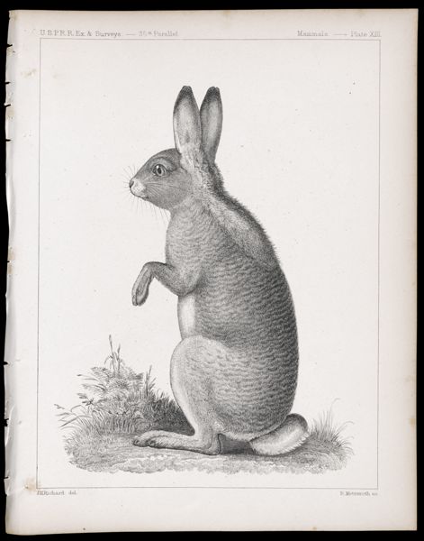 Mammals -- Plate XIII