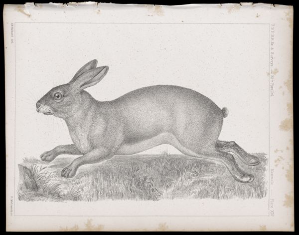 Mammals -- Plate XIV
