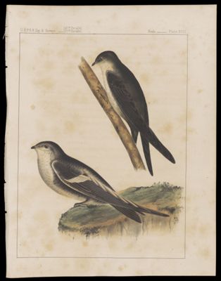 Birds -- Plate XVIII
