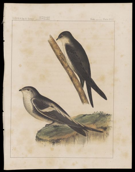 Birds -- Plate XVIII