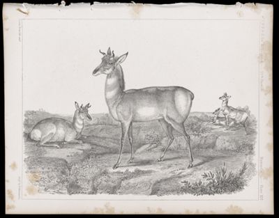 Mammals -- Plate XVI