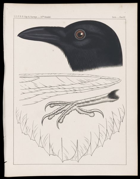 Birds -- Plate XX