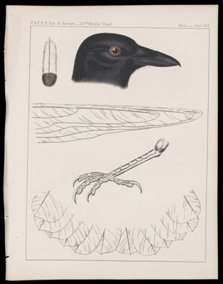 Birds -- Plate XXII