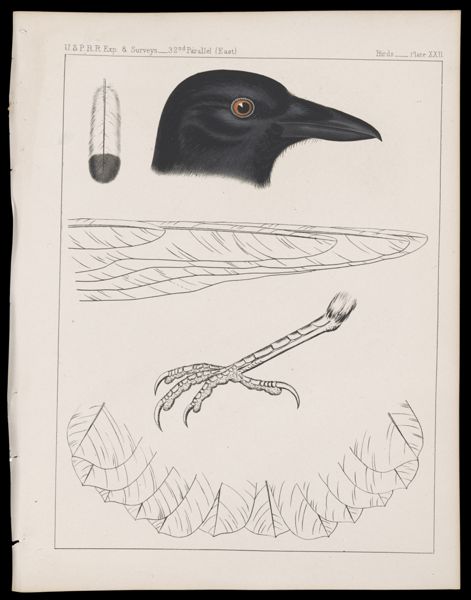 Birds -- Plate XXII