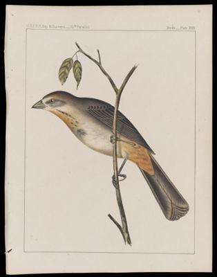 Birds -- Plate XXIX