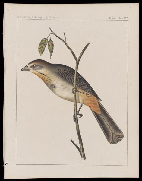 Birds -- Plate XXIX