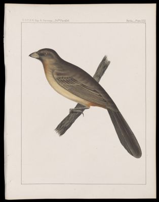 Birds -- Plate XXX