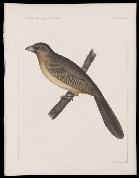 Birds -- Plate XXX