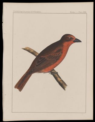 Birds -- Plate XXXI