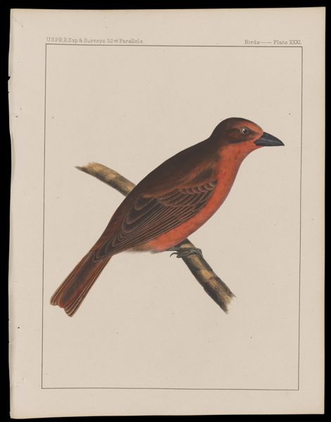 Birds -- Plate XXXI