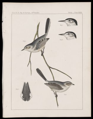 Birds -- Plate XXXIII