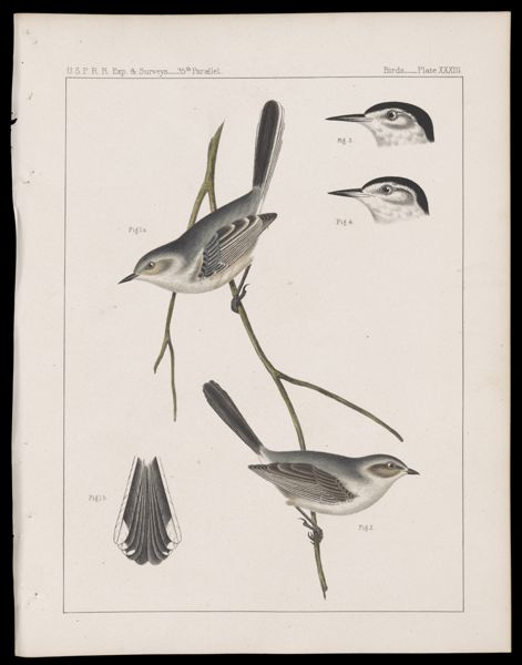 Birds -- Plate XXXIII