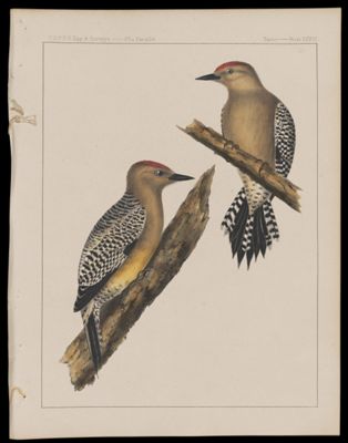 Birds -- Plate XXXVI