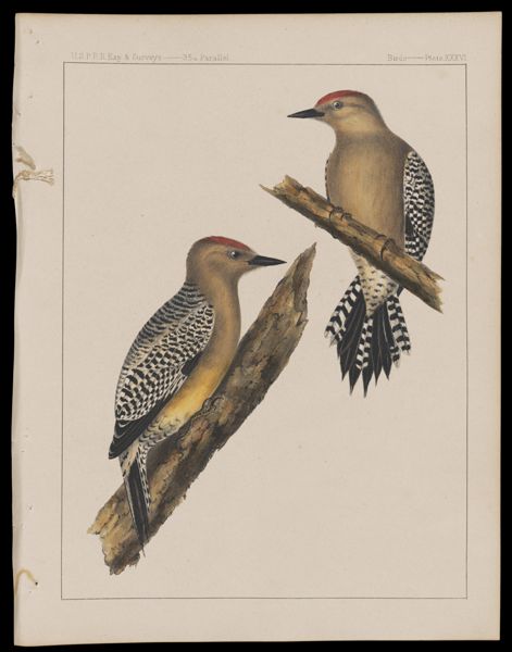Birds -- Plate XXXVI