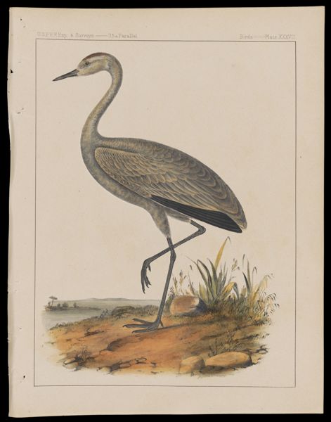 Birds -- Plate XXXVII