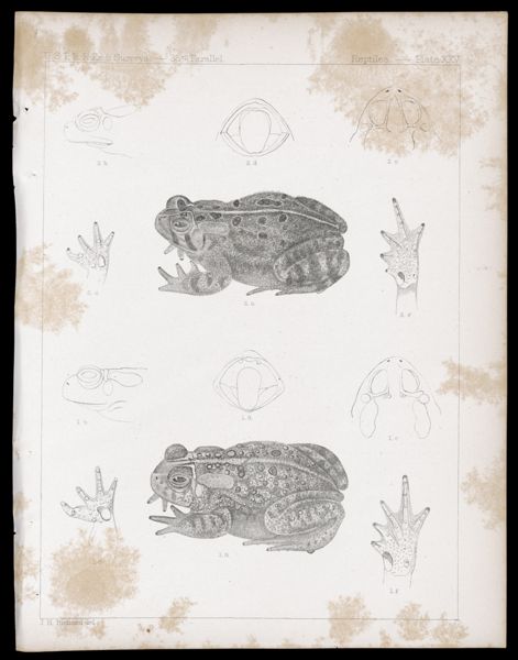 Reptiles -- Plate XXV