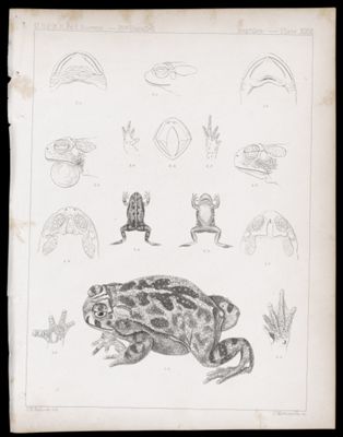 Reptiles -- Plate XXVI