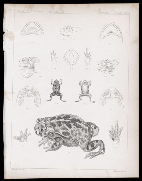 Reptiles -- Plate XXVI