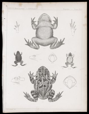 Reptiles -- Plate XXVII