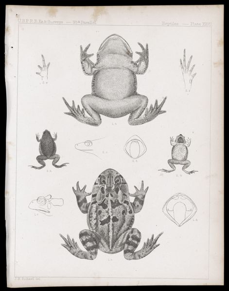Reptiles -- Plate XXVII