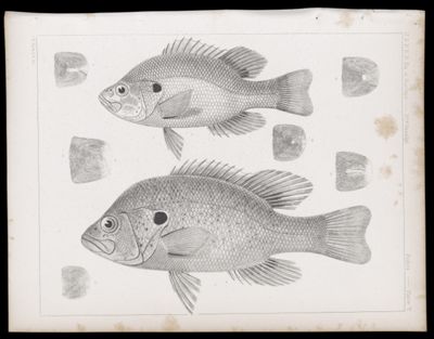 Fishes -- Plate V