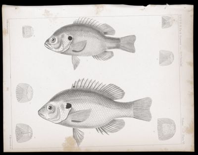 Fishes -- Plate VI