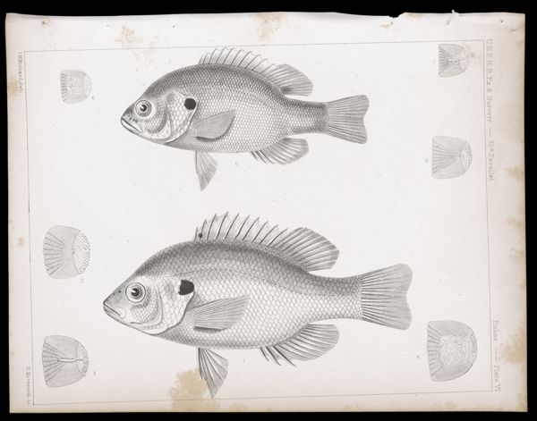Fishes -- Plate VI