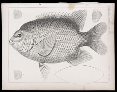 Fishes -- Plate XXIV
