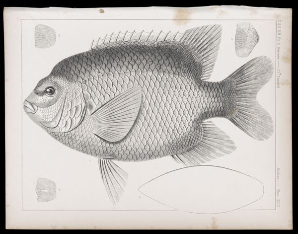 Fishes -- Plate XXIV