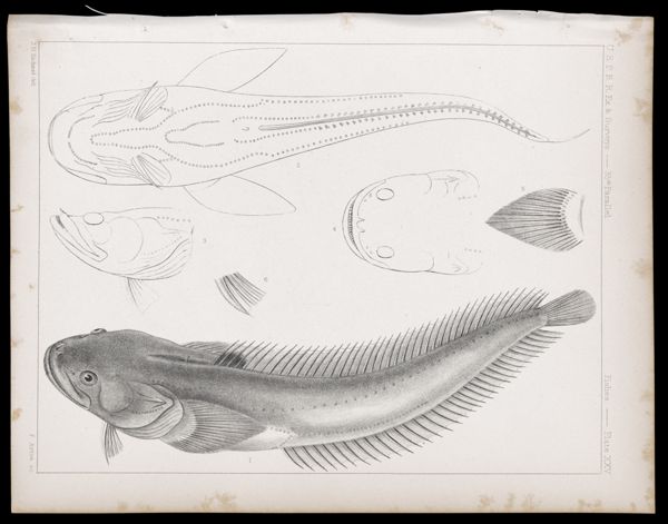 Fishes -- Plate XXV