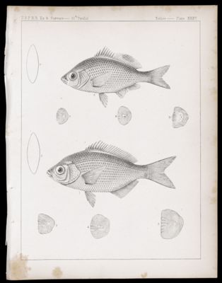 Fishes -- Plate XXXV