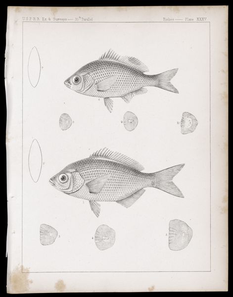Fishes -- Plate XXXV
