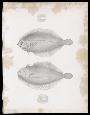 Fishes -- Plate XLb
