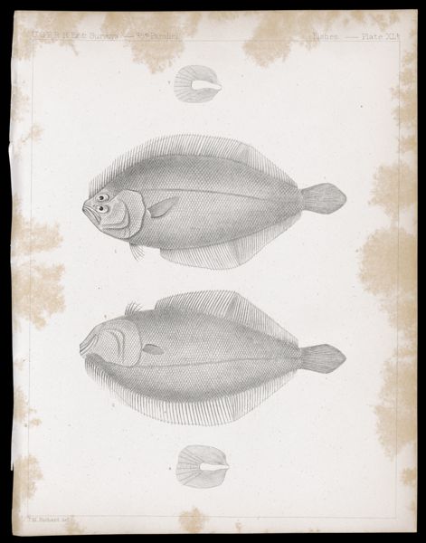 Fishes -- Plate XLb