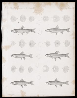 Fishes -- Plate LII
