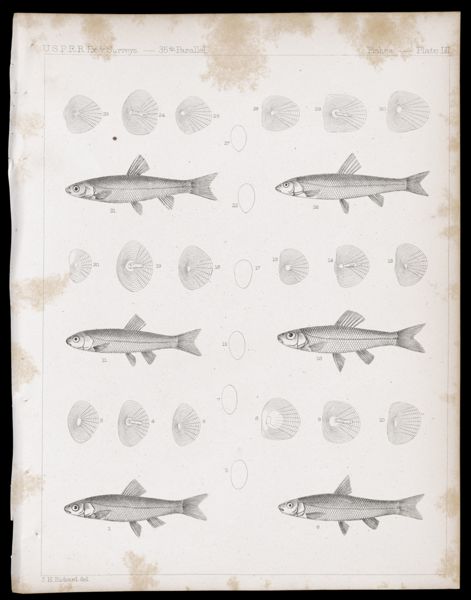 Fishes -- Plate LII