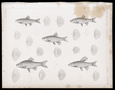 Fishes -- Plate LVIII