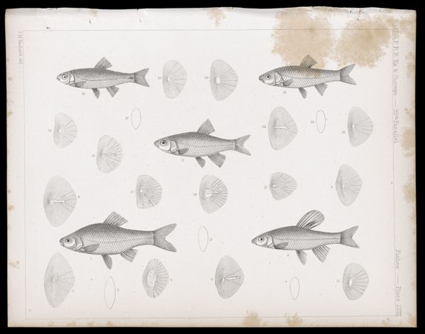 Fishes -- Plate LVIII