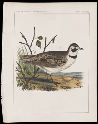 Birds -- Plate XXXII