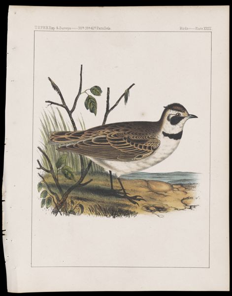 Birds -- Plate XXXII