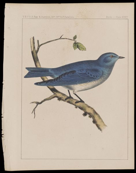 Birds -- Plate XXXV
