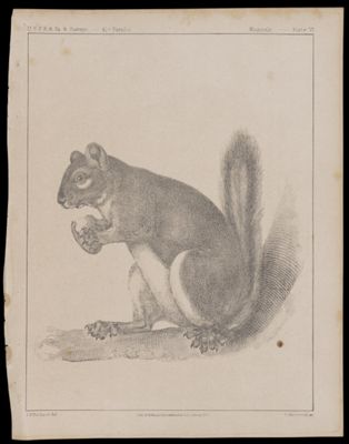 Mammals -- Plate VI