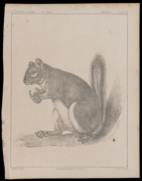 Mammals -- Plate VI