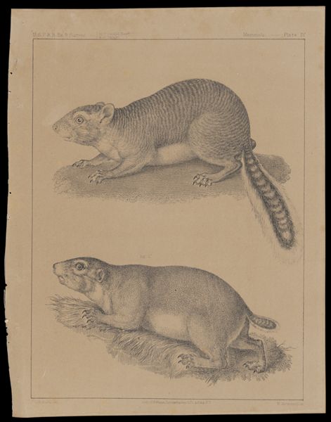 Mammals -- Plate IV