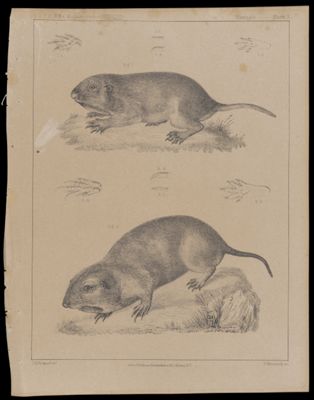 Mammals -- Plate X